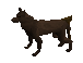 Picture of Wild dog